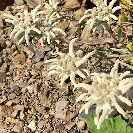 Hof Халленберг