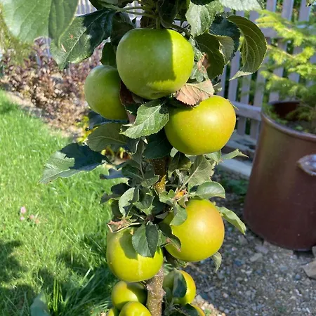 Hof 3* Халленберг